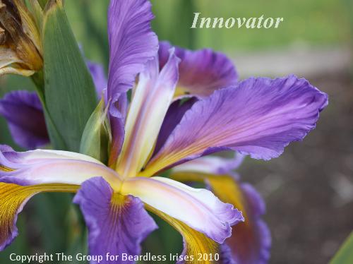 Innovator 1.7 (2)